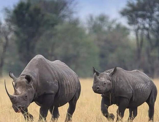 Mkomazi Reserve for endangered black rhino and wild dog